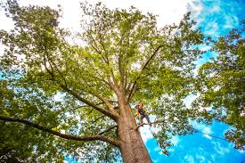 How Our Tree Care Process Works  in  Elwood, IL