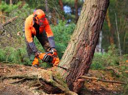 Trusted Elwood, IL Tree Care Experts